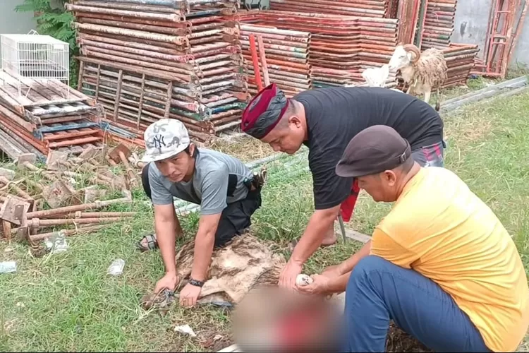 Penyembelihan Hewan Kurban